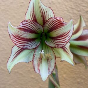 Hippeastrum papilio hyb n11 - 1 bulb.