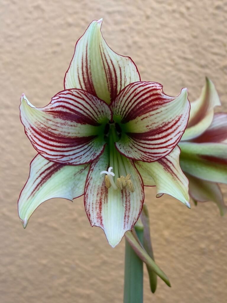 Hippeastrum  pap.hyb  x bukasovii - 10 seeds.