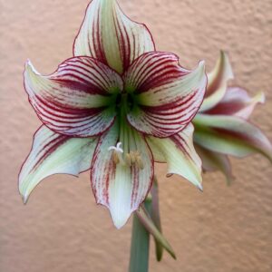 Alternative view of Hippeastrum  pap.hyb  x bukasovii - 10 seeds.