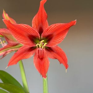 Alternative view of Hippeastrum Hybrid ADSn2 1 bulb.