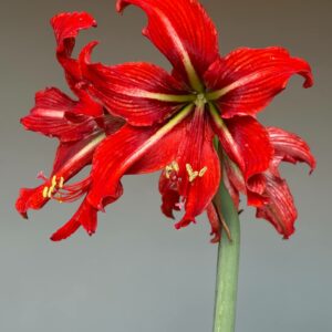 Alternative view of Hippeastrum Gypsy Girl - 1 bulb.