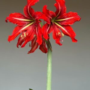 Hippeastrum Gypsy Girl - 1 bulb.