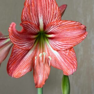 Hippeastrum Orange Varie Variegated Leaves - 1 bulb.