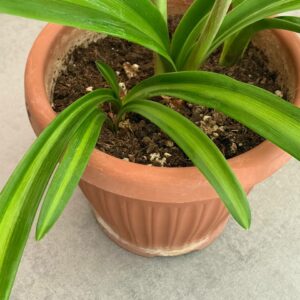 Alternative view of Hippeastrum Orange Varie Variegated Leaves - 1 bulb.