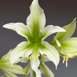 Alternative view of Hippeastrum White Nile x mandonii - 5 seeds.