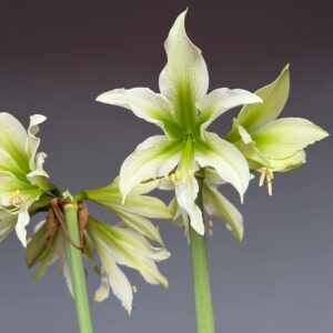 Hippeastrum White Nile X  Lapacense - 5 seeds.