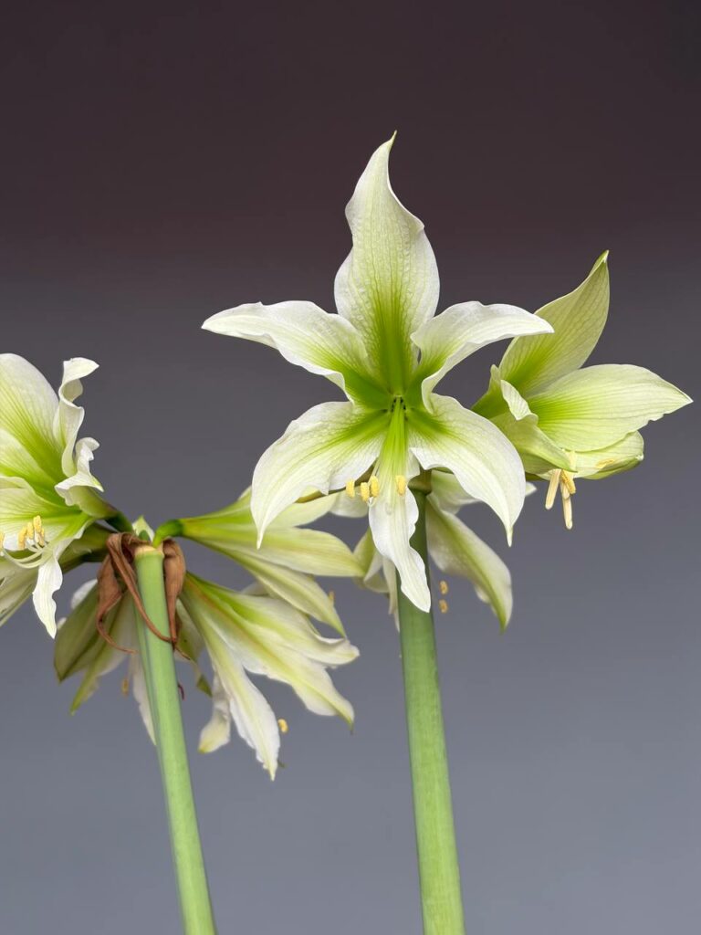 Hippeastrum White Nile X  Lapacense - 5 seeds.