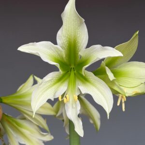 Hippeastrum White Nile x mandonii - 5 seeds.