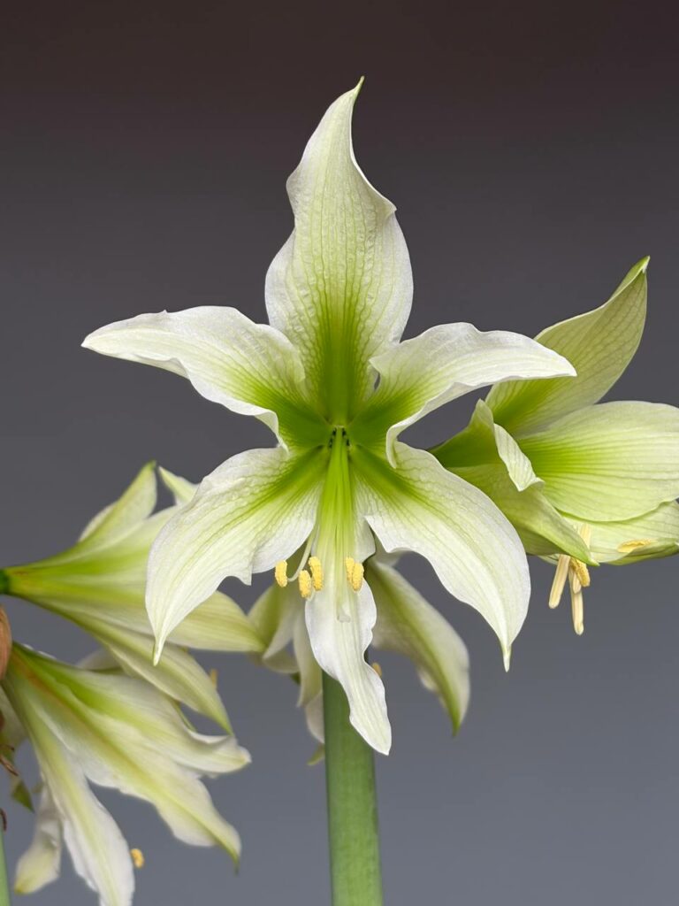 Hippeastrum White Nile x mandonii - 5 seeds.