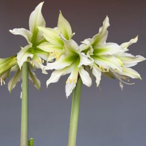 Alternative view of Hippeastrum White Nile X pardinum hyb. - 5 seeds.