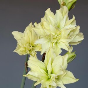 Alternative view of Hippeastrum Yellow Crown - 1 bulb.