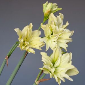 Hippeastrum Yellow Crown - 1 bulb.