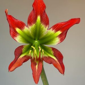 Hippeastrum Green and Saturn - 1 bulb.