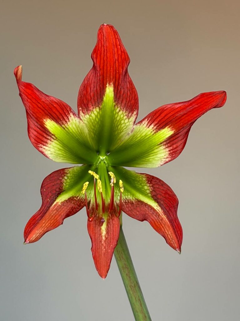 Hippeastrum Green and Saturn - 1 bulb.
