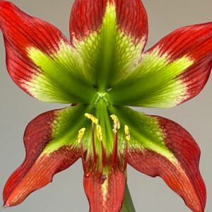 Alternative view of Hippeastrum Green and Saturn - 1 bulb.