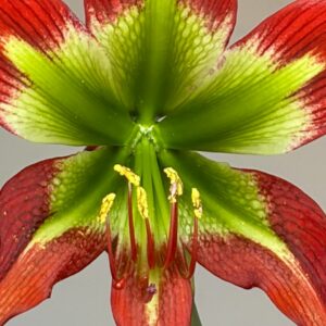 Hippeastrum Green and Saturn - 1 bulb.