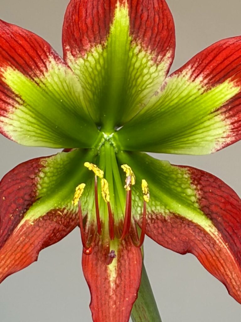 Hippeastrum Green and Saturn - 1 bulb.