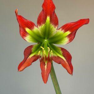 Alternative view of Hippeastrum Green and Saturn - 1 bulb.