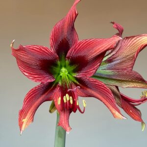 Hippeastrum AP n2 - 1 bulb.