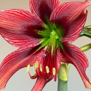 Alternative view of Hippeastrum AP n2 - 1 bulb.