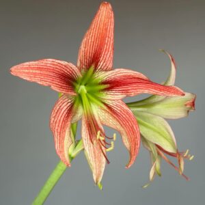 Alternative view of Hippeastrum EL-2 X Leucopardinum - 10 seeds.
