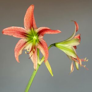 Hippeastrum EL-2 X  Leucopardinum - 10 seeds.