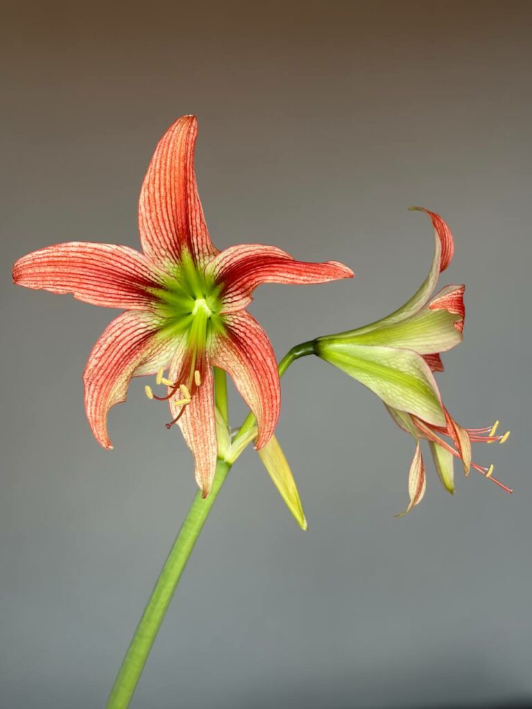 Hippeastrum EL-2 X  Leucopardinum - 10 seeds.
