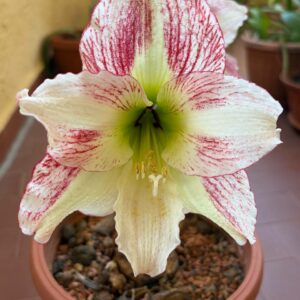 Alternative view of Hippeastrum Spoted Cream - 10 seeds.
