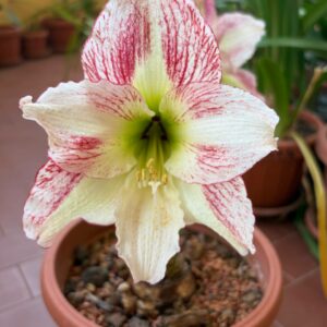 Hippeastrum Spoted Cream - 10 seeds.