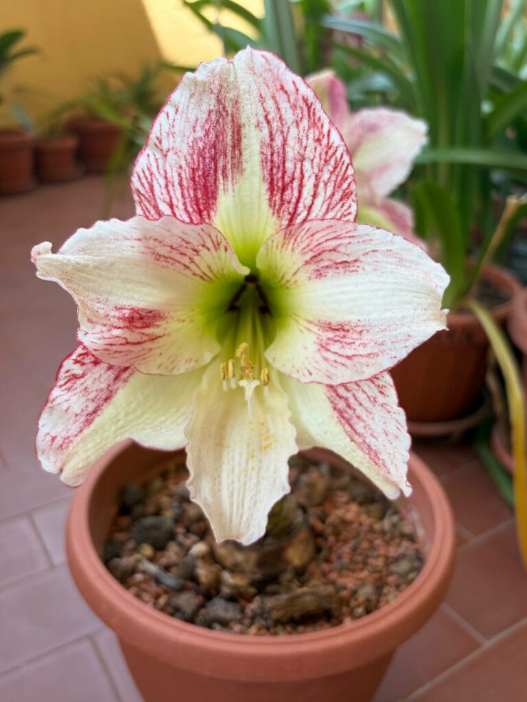 Hippeastrum Spoted Cream - 10 seeds.
