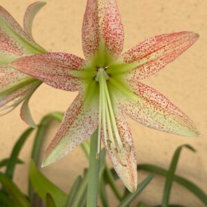 Hippeastrum White Nile X  pardinum hyb. - 5 seeds.