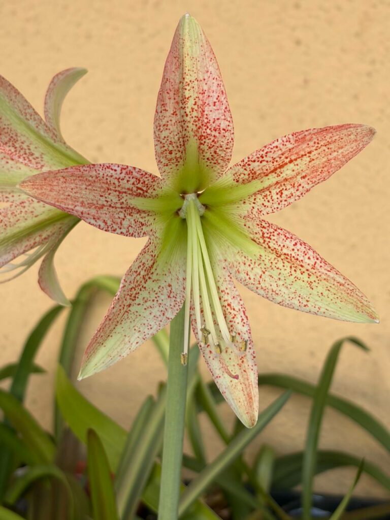 Hippeastrum White Nile X  pardinum hyb. - 5 seeds.