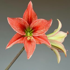 Hippeastrum JPL X  Leucopardinum - 5 seeds.