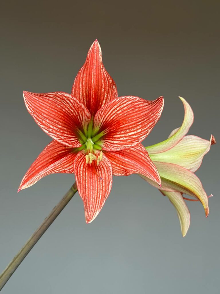 Hippeastrum JPL X  Leucopardinum - 5 seeds.