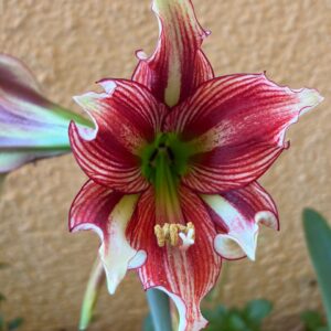 Alternative view of Hippeastrum Acamanii X Papilio 1 bulb.
