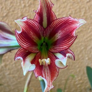 Hippeastrum Acamanii X Papilio 1 bulb.