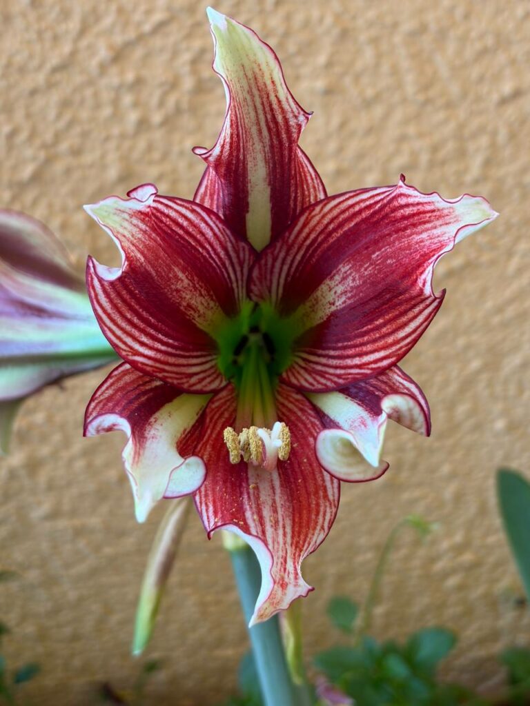 Hippeastrum Acamanii X Papilio 1 bulb.