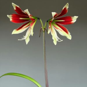 Alternative view of Hippeastrum punini spn. X bukasovii - 10 seeds.