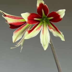 Hippeastrum papilio x Bukasovii - 10 seeds.