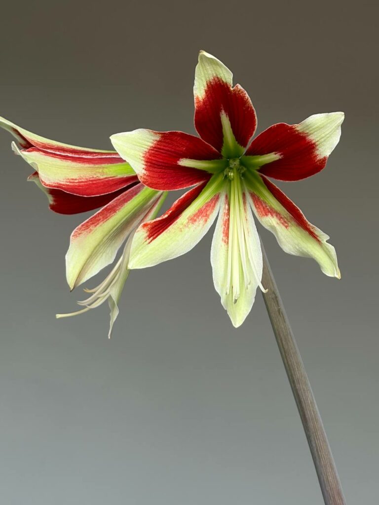 Hippeastrum  papilio x Bukasovii - 10 seeds.