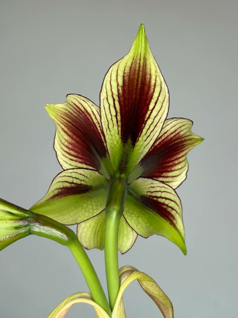 Hippeastrum AH-2 x papilio - 5 seeds.