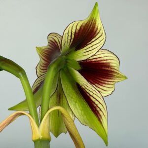 Alternative view of Hippeastrum AH-2 x papilio - 5 seeds.