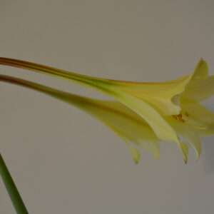 Alternative view of Hippeastrum elegans 1 bulb. syn. solandriflorum