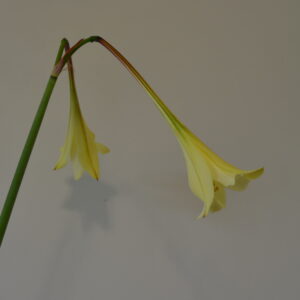 Hippeastrum elegans 1 bulb. syn. solandriflorum
