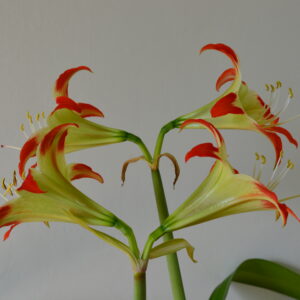 Alternative view of Hippeastrum White Nile X nelsonii- 5 seeds.