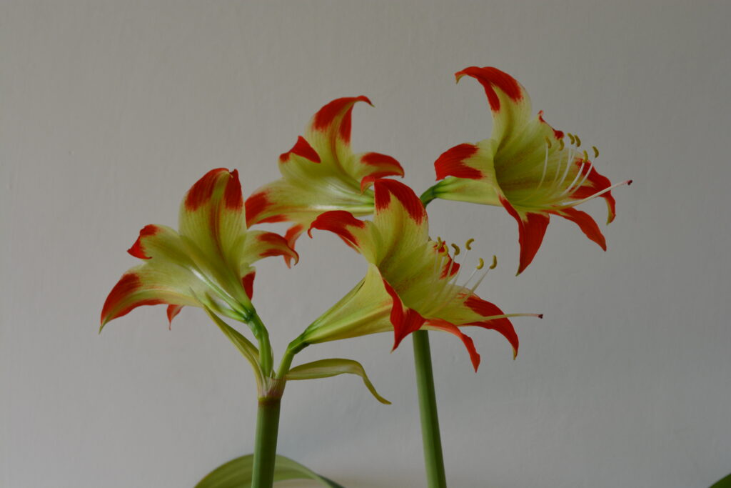 Hippeastrum White Nile X  nelsonii- 5 seeds.