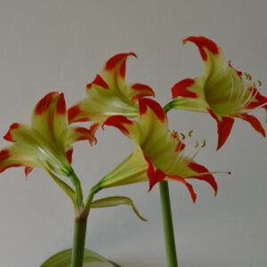 Hippeastrum White Nile X  nelsonii- 5 seeds.