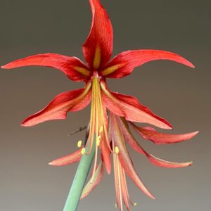 Hippeastrum Cybister Sumatra 10 seeds.