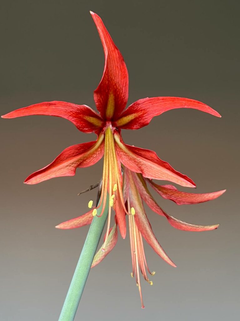 Hippeastrum Cybister Sumatra 10  seeds.