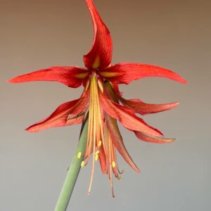Alternative view of Hippeastrum Cybister Sumatra 10  seeds.